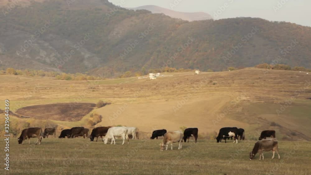 Cows grazing on alpine meadow at the foot of Shkhara glacier. Picturesque day, gorgeous scene. Cows grazing on alpine meadow at the foot of Shkhara glacier. Picturesque day, gorgeous scene.