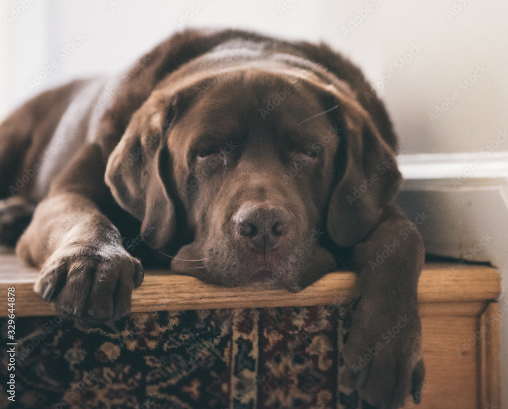 dog lying on the floor