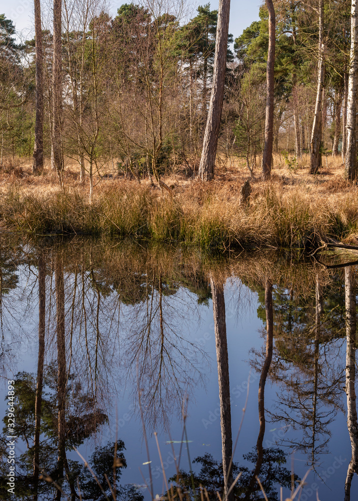 Reflected trees. Reflected trees.