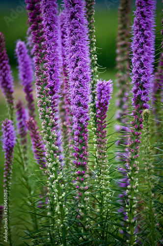 Blazing star blooming in the summer prairie at Goose Lake State Park  Illinois  USA.