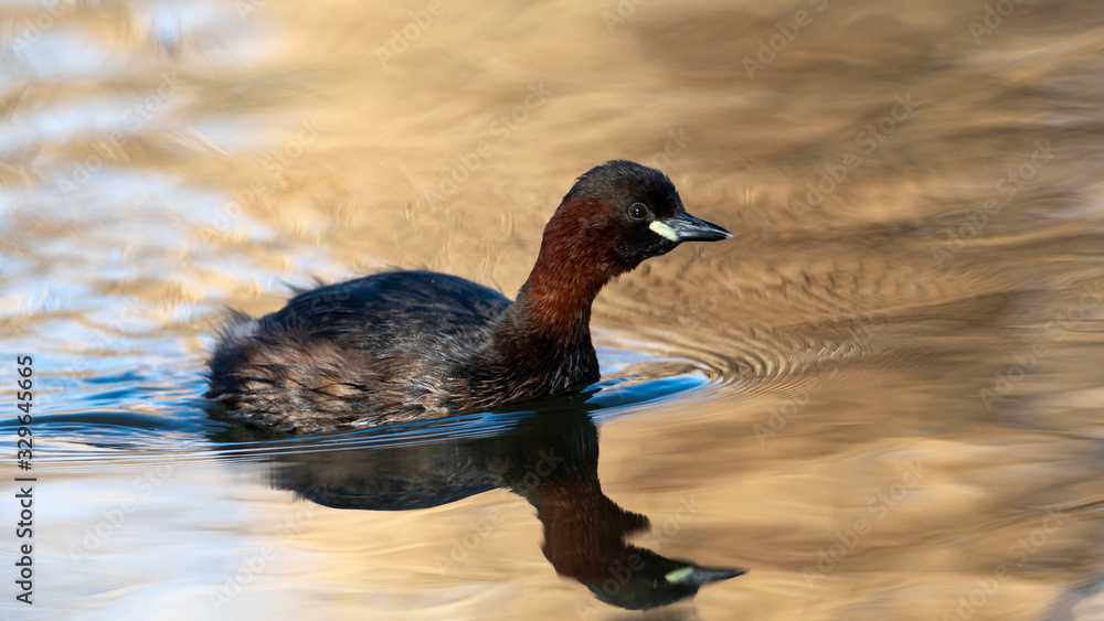 Fototapeta premium Zwergtaucher im Prachtkleid