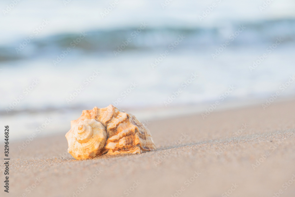 beautiful shell lies on the beach, next to the azure water of the sea beautiful shell lies on the beach, next to the azure water of the sea