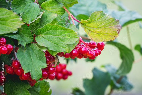 Viburnum bush with red berries and green leaves_