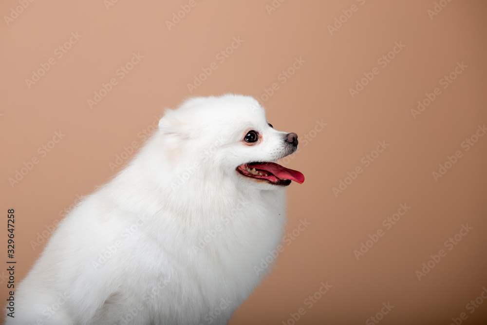 Fototapeta premium Beautiful dog breed Spitz on the backgrounds 