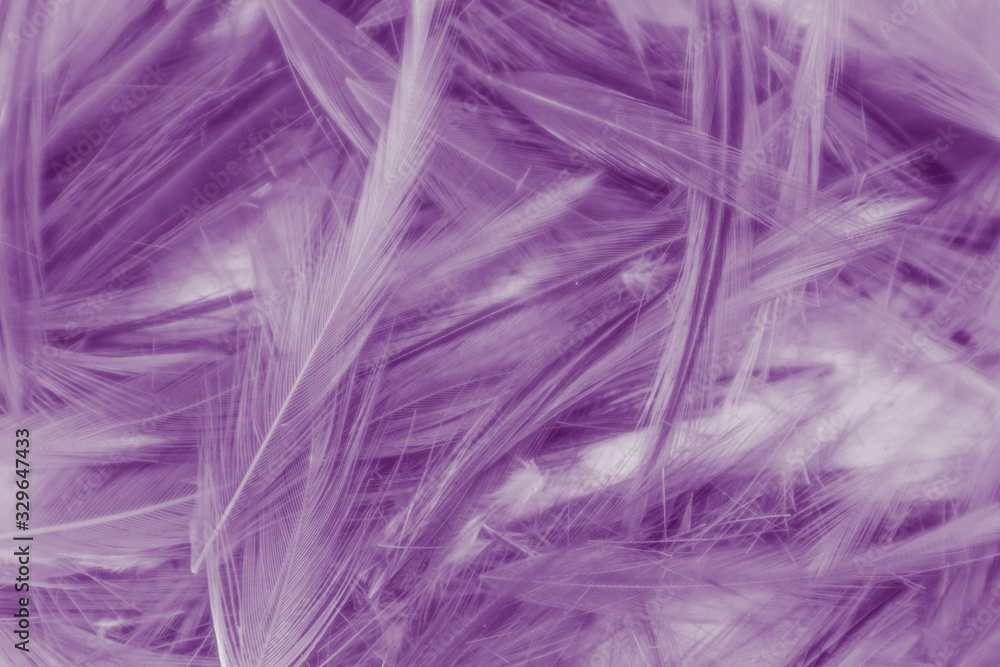 Beautiful abstract colorful gray and purple feathers on white background and soft white feather texture on white pattern and purple background, colorful feather, purple banners Beautiful abstract colorful gray and purple feathers on white background and soft white feather texture on white pattern and purple background, colorful feather, purple banners