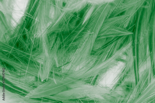 Beautiful abstract white and green feathers on white background and colorful soft light green yellow and white feather texture pattern  green background