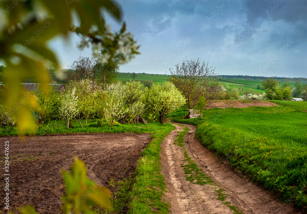 Naklejka premium Flowering trees in spring, vegetable gardens, arable land and dirt road