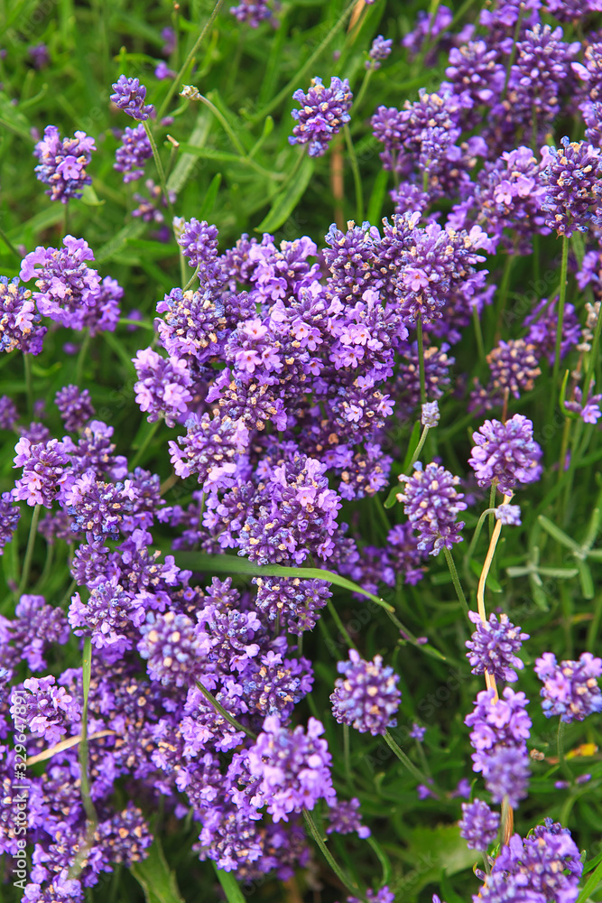 purple flowers of armeria, alissum or muscari purple flowers of armeria, alissum or muscari