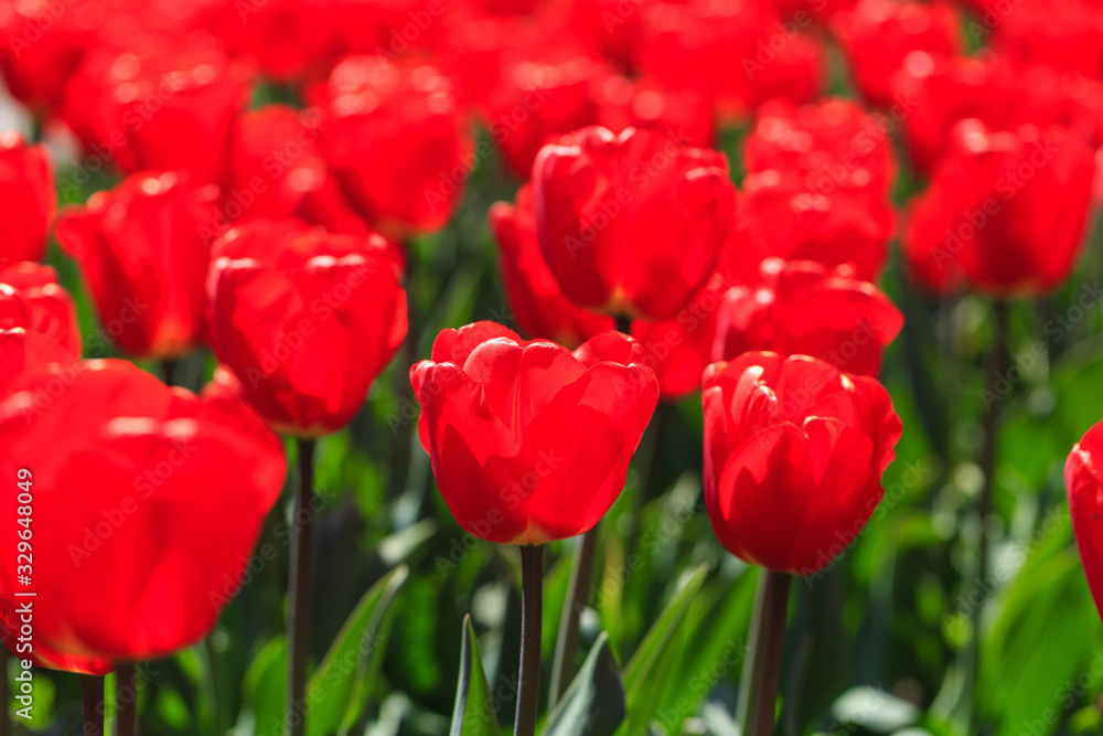 Closeup of red-orange tulips flowers with green leaves in the park outdoor. beautiful flowers in spring Closeup of red-orange tulips flowers with green leaves in the park outdoor. beautiful flowers in spring