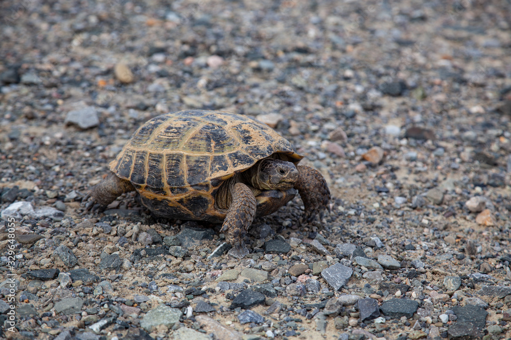 Turtle in motion close-up. It moves on small stones. Turtle in motion close-up. It moves on small stones.