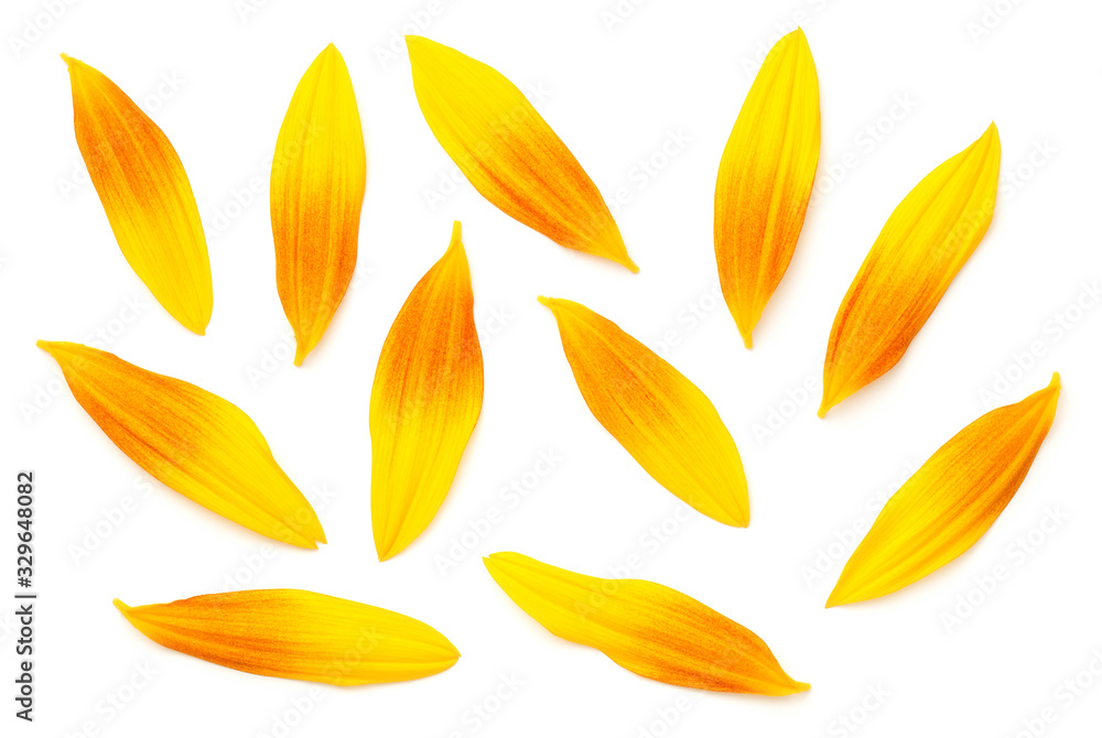 Sunflower Petals Isolated On White Background