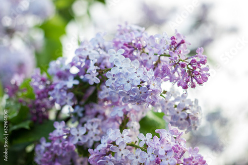 blooming lilac in the spring season. Purple Serenus with sunshine. Close-up © Евгений Гончаров