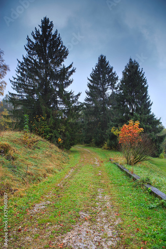 Beautiful Autumn forest with different trees. Walking trail in a mountain forest. Deciduous forest. A wood or forest in leaf. photo