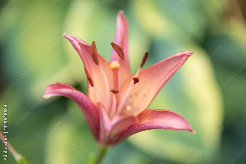 pink lily on green background