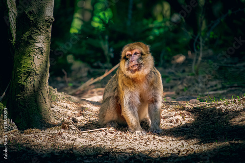 The Monkey Mountain Nature Reserve in Kinzheim has been open since 1969. Here, in a natural area as close as possible to the natural environment, Moroccan monkeys live. photo