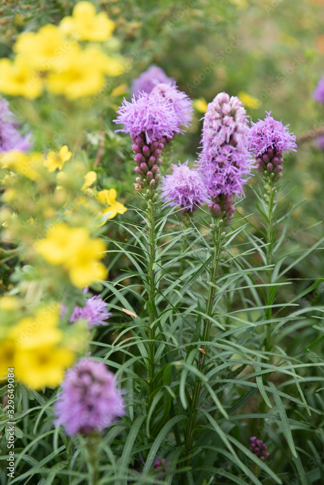 Obraz premium Purple flowers in the garden