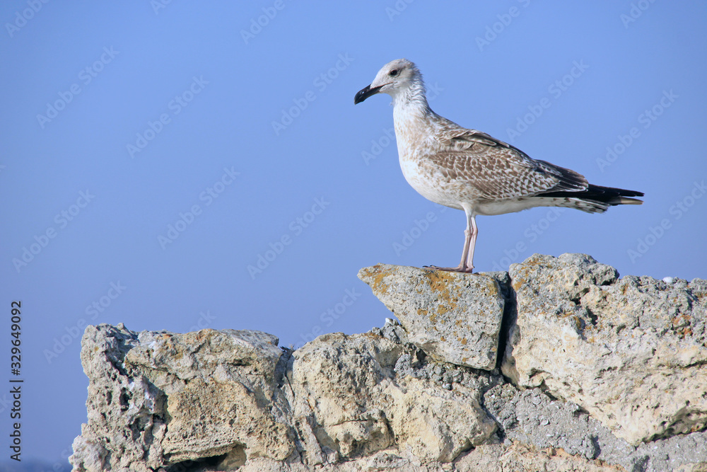 Beautiful seagull against the sky Beautiful seagull against the sky