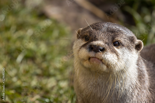 asian short clawed otter, Aonyx cinereus, close up portrait while the otter is looking up during a sunny day.