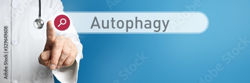 Autophagy. Doctor in smock points with his finger to a search box. The word Autophagy is in focus. Symbol for illness, health, medicine photo