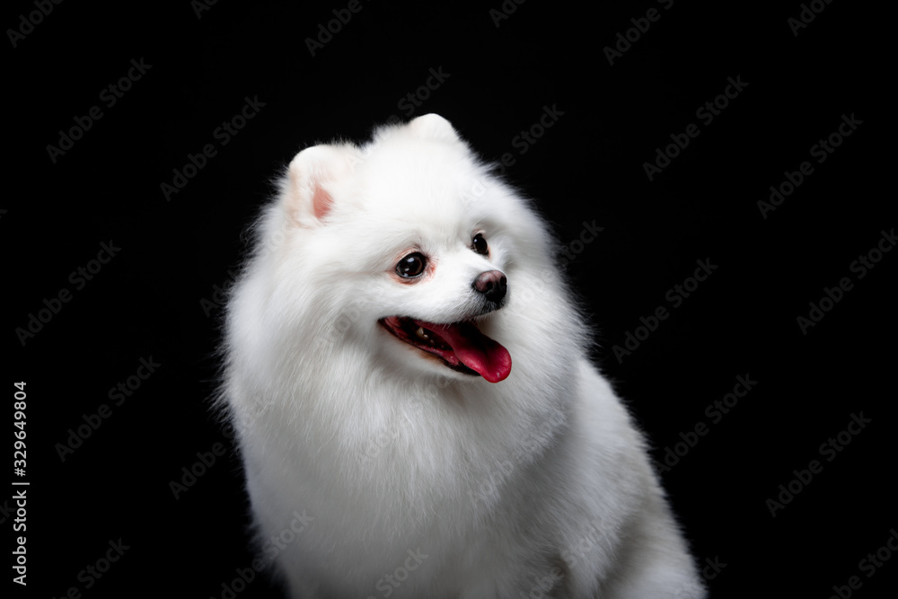 Beautiful dog breed Spitz on the backgrounds Beautiful dog breed Spitz on the backgrounds