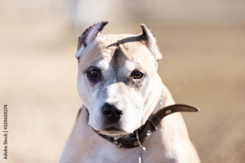 Old red dog walks outdoor at autumn day