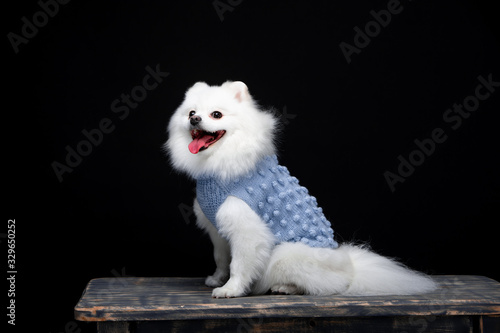 Beautiful dog breed Spitz on the backgrounds 