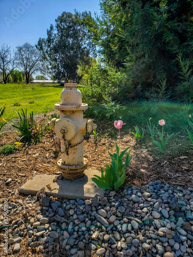 Tulips and Fire Hydrant in the Garden
