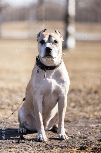 Old red dog walks outdoor at autumn day