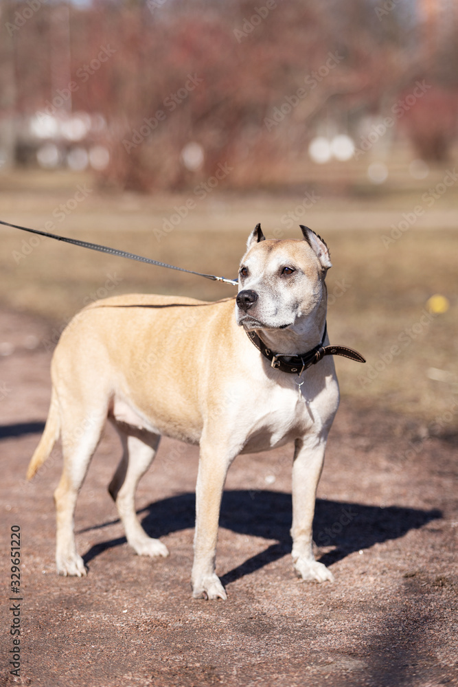 Old red dog walks outdoor at autumn day