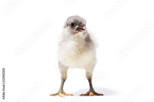 small gray chicken isolate. Homemade Fluffy Chicken
