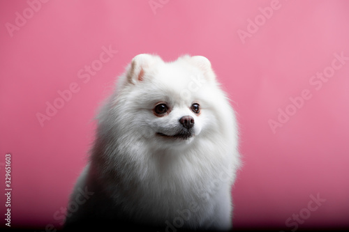Beautiful dog breed Spitz on the backgrounds 