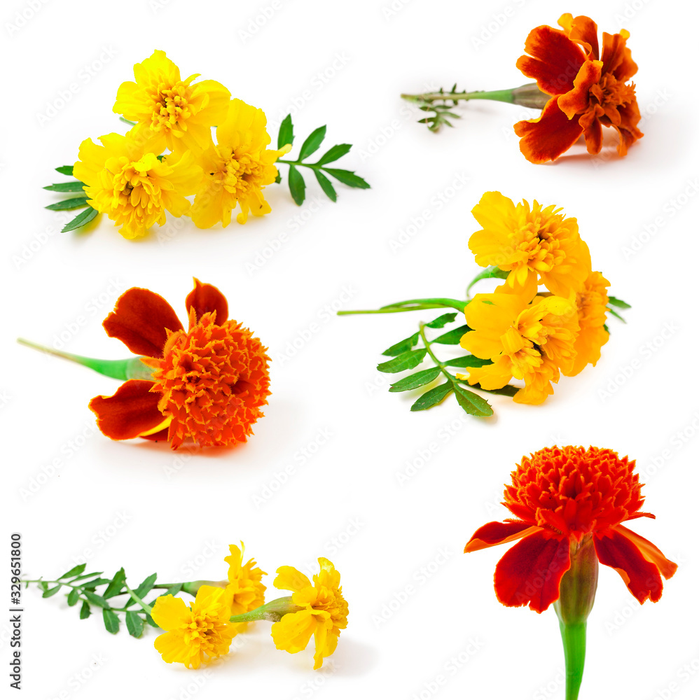 Beautiful marigold flowers frame isolated on a white background. Collection. Beautiful marigold flowers frame isolated on a white background. Collection.
