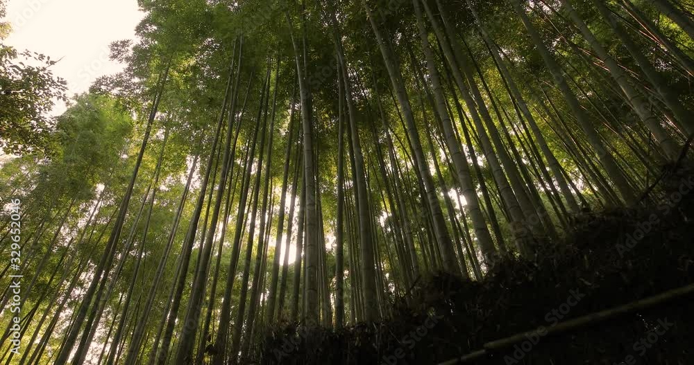 Bamboo forest in Kyoto, Japan, sun flare light filtering through, looking uop Bamboo forest in Kyoto, Japan, sun flare light filtering through, looking uop