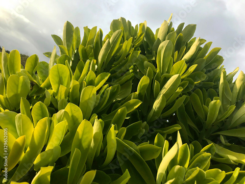 beautiful unusual green flower growing in Israel and Egypt