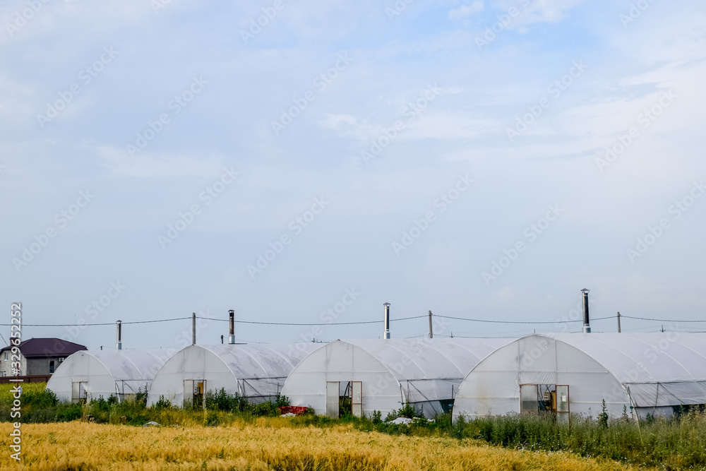 Large industrial greenhouses for growing tomatoes and cucumbers. Large industrial greenhouses for growing tomatoes and cucumbers.