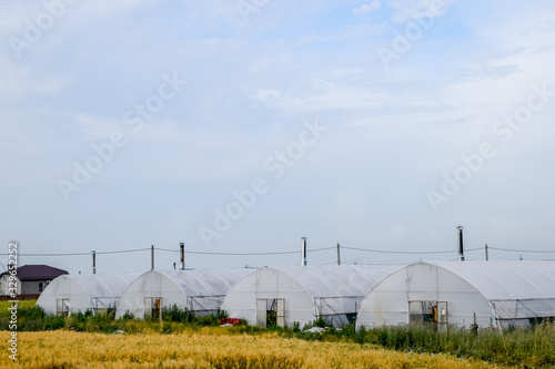 Large industrial greenhouses for growing tomatoes and cucumbers.