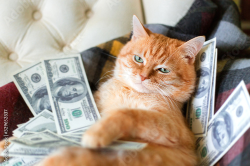 Cat with american dollars in paws lying on the sofa. The concept of success.