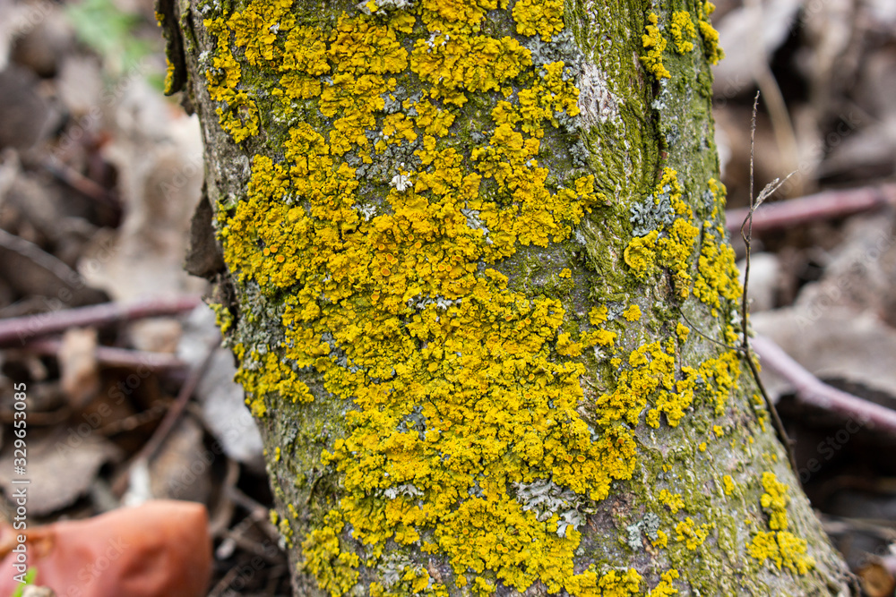 The fruit tree trunk of the apple tree is covered with moss which