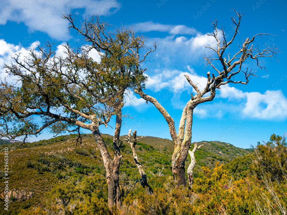 Cork oak dead by drought in the natural park 