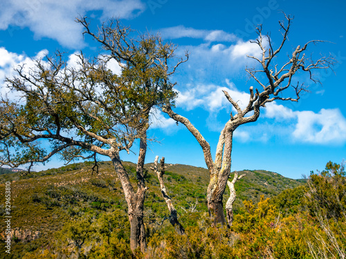 Cork oak dead by drought in the natural park "Parque natural de los alcornocales" in Andalusia, Spain
