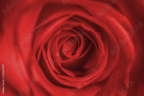 Defocused close up delicate pale red rose bud. Macro image. Fresh beautiful flower as expression of love and respect for postcard and wallpaper