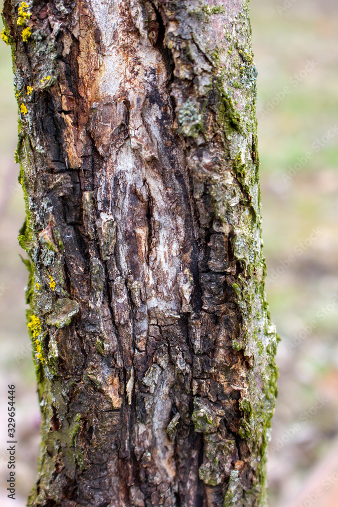 Fruit Tree Disease Apple black cancer is caused by the fungus sphaeropsis malorum peck which affects the tree and leads to its death. Disputes that damage the fruit and bark of apples. Fruit Tree Disease Apple black cancer is caused by the fungus sphaeropsis malorum peck which affects the tree and leads to its death. Disputes that damage the fruit and bark of apples.