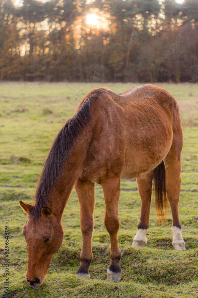 Konie na farmie, koń, osioł, naura, farma, zwierzęta Konie na farmie, koń, osioł, naura, farma, zwierzęta