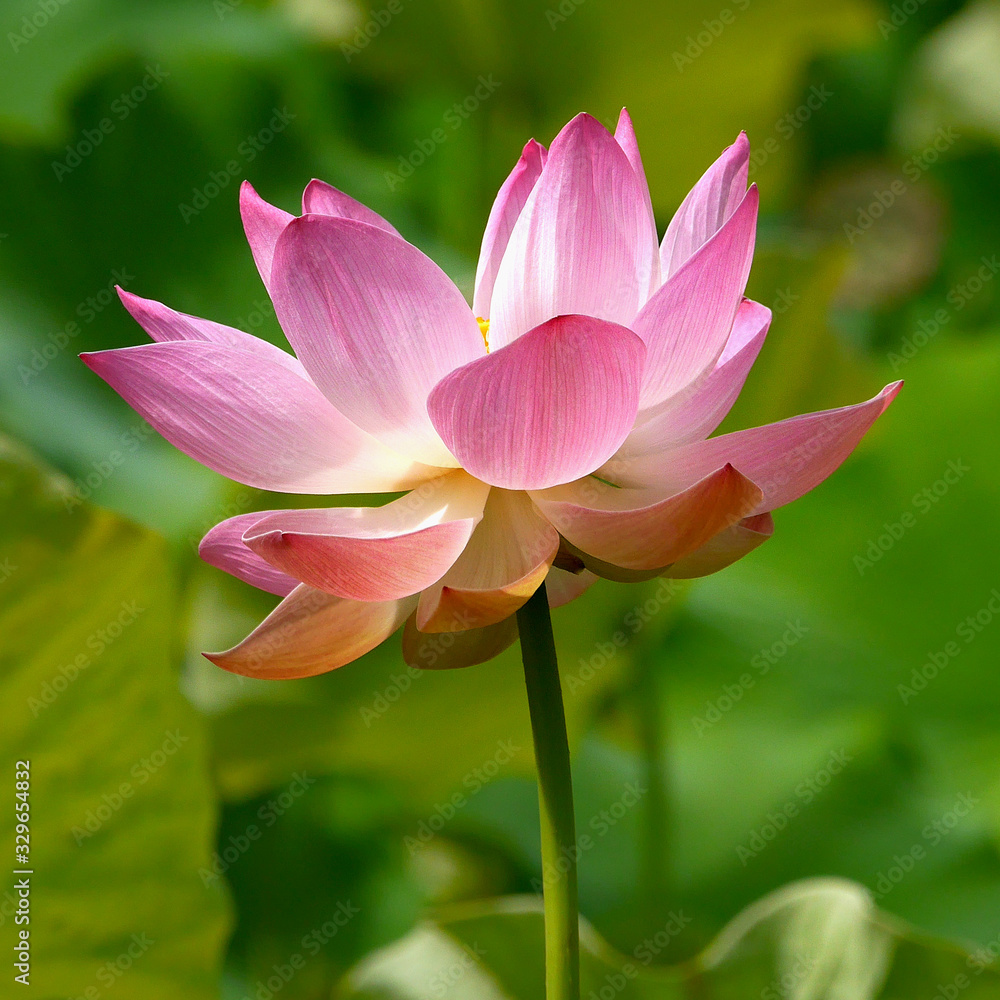 Pink lotus flower in pond