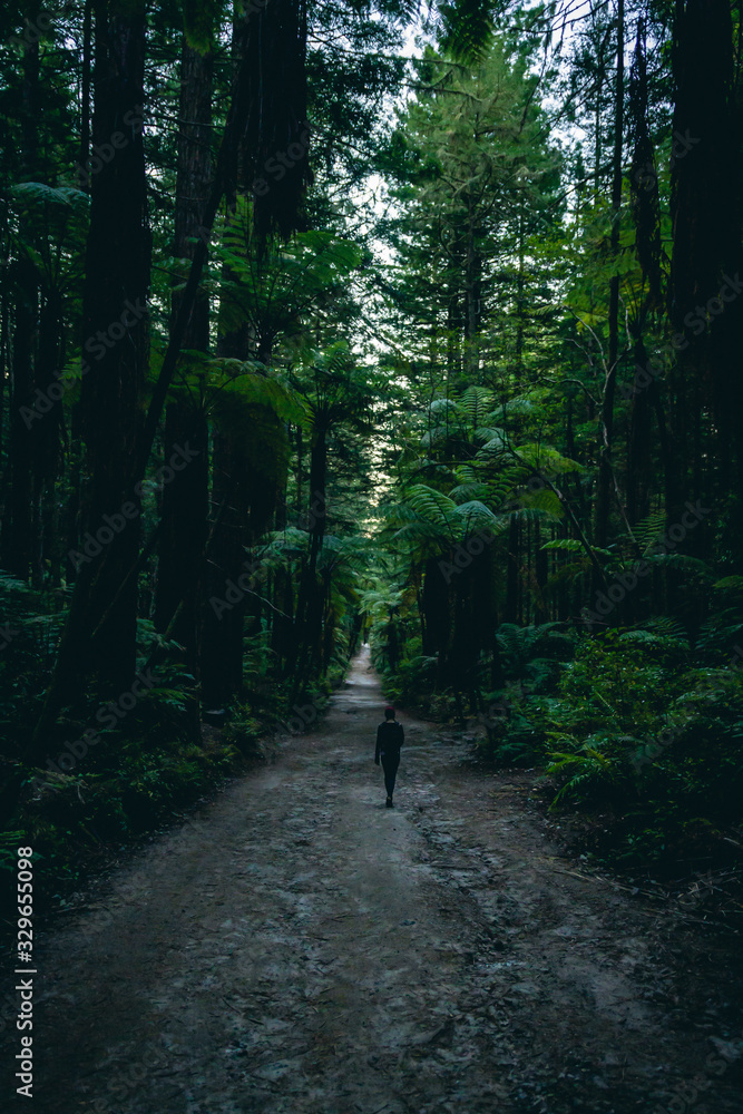 Woman walking through a redwood forest at dusk in New Zealand Woman walking through a redwood forest at dusk in New Zealand