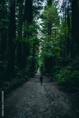 Woman walking through a redwood forest at dusk in New Zealand