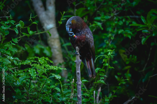 Kākā, a bird from the parrot family native to New Zealand, eating at dusk