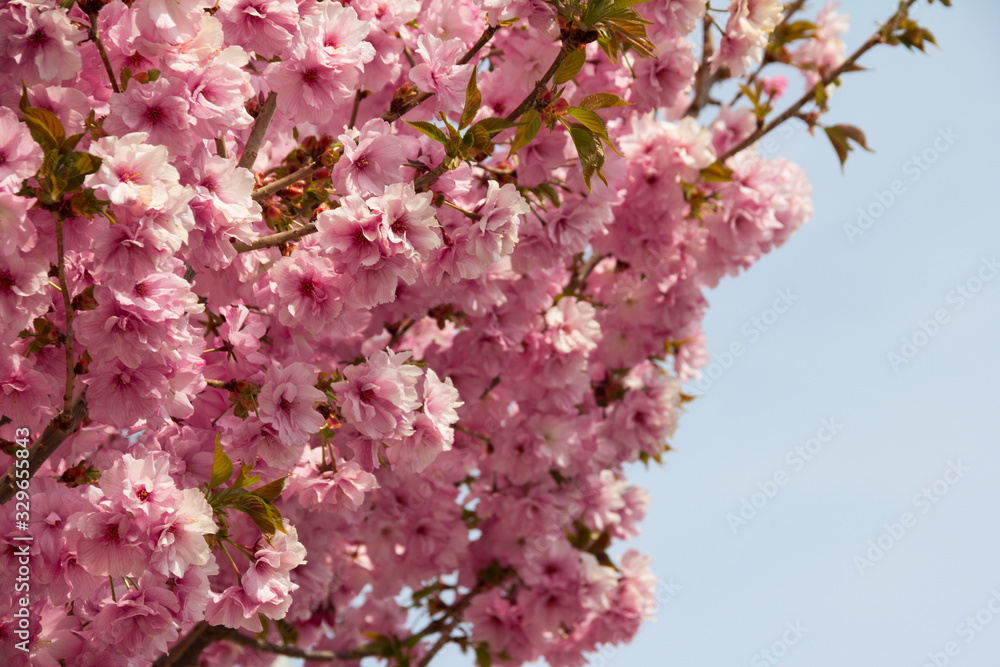 Japanese cherry blossom, or sakura, on light blue-sky background. Beautiful pink flowers in day light. Some sunlit petals are warm shades of white. Side view of branches covered with thick blooming. Japanese cherry blossom, or sakura, on light blue-sky background. Beautiful pink flowers in day light. Some sunlit petals are warm shades of white. Side view of branches covered with thick blooming.