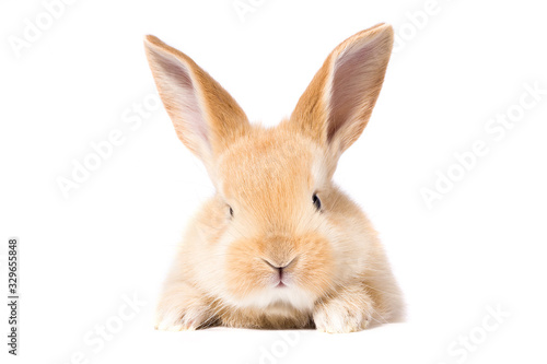 red fluffy rabbit looks at the sign. Isolated on white background Easter Bunny