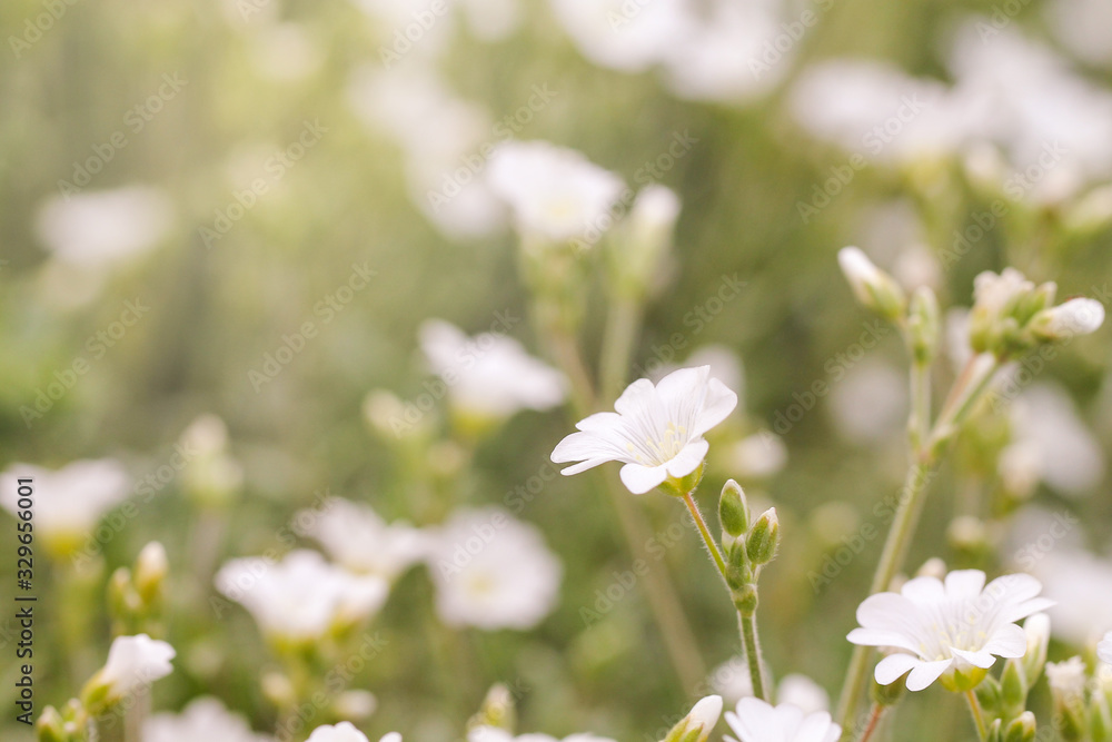 The floral background with small white flowers. Springtime. The floral background with small white flowers. Springtime.